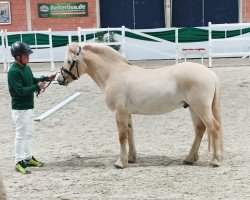 Pferd Haldor (Fjordpferd, 2021, von Hisco)