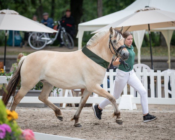 Pferd Riona (Fjordpferd, 2020, von Rion)