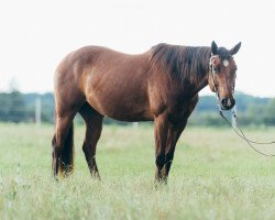 Pferd MR Nice Guy (Paint Horse, 2013, von Mr. Teeds Illusion 52)