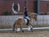 dressage horse Slotty (Fjord Horse, 2010, from Sogneblakken)