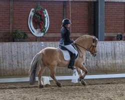 dressage horse Slotty (Fjord Horse, 2010, from Sogneblakken)