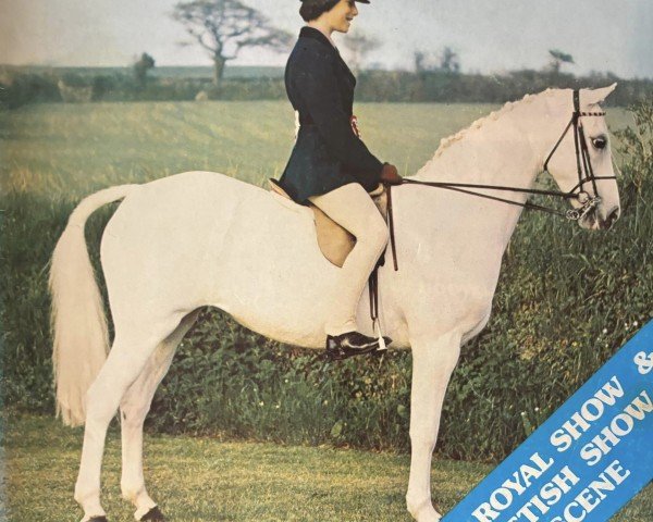 horse Weston Shade Oak (British Riding Pony, 1968, from Bwlch Valentino)