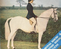 Pferd Weston Shade Oak (British Riding Pony, 1968, von Bwlch Valentino)