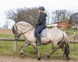 stallion FjK Tsjelle (Fjord Horse, 2018, from Tsjalle)