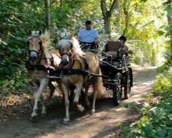 horse Vollbrüder im Gleichtakt (Haflinger, 2010)