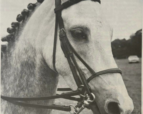 Pferd Nefydd Tywod Arian (Welsh Pony (Sek.B), 1970, von Langford Phoebus)