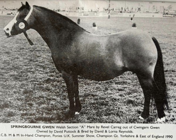 Pferd Springbourne Gwen (Welsh Mountain Pony (Sek.A), 1979, von Revel Carreg)