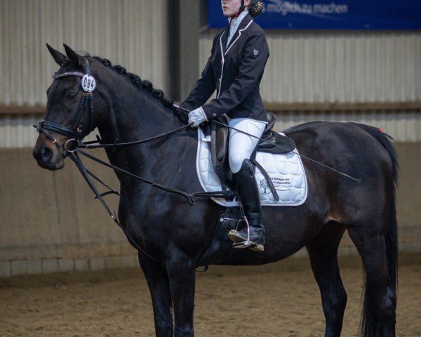dressage horse Ellie 2 (Irish Sport Horse, 2016)