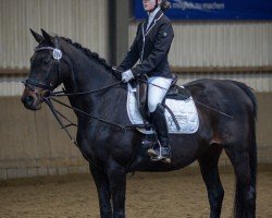 Dressurpferd Ellie 2 (Irish Sport Horse, 2016)