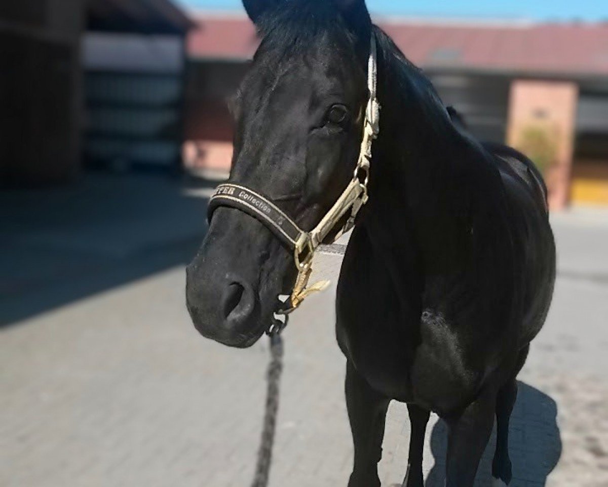 horse Whoopy 55 (Hanoverian, 1998, from Weltmeyer)