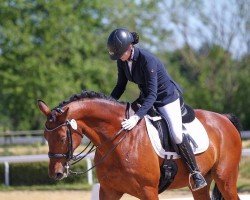 dressage horse Charming Charlie 2 (Württemberger, 2011, from Carry)