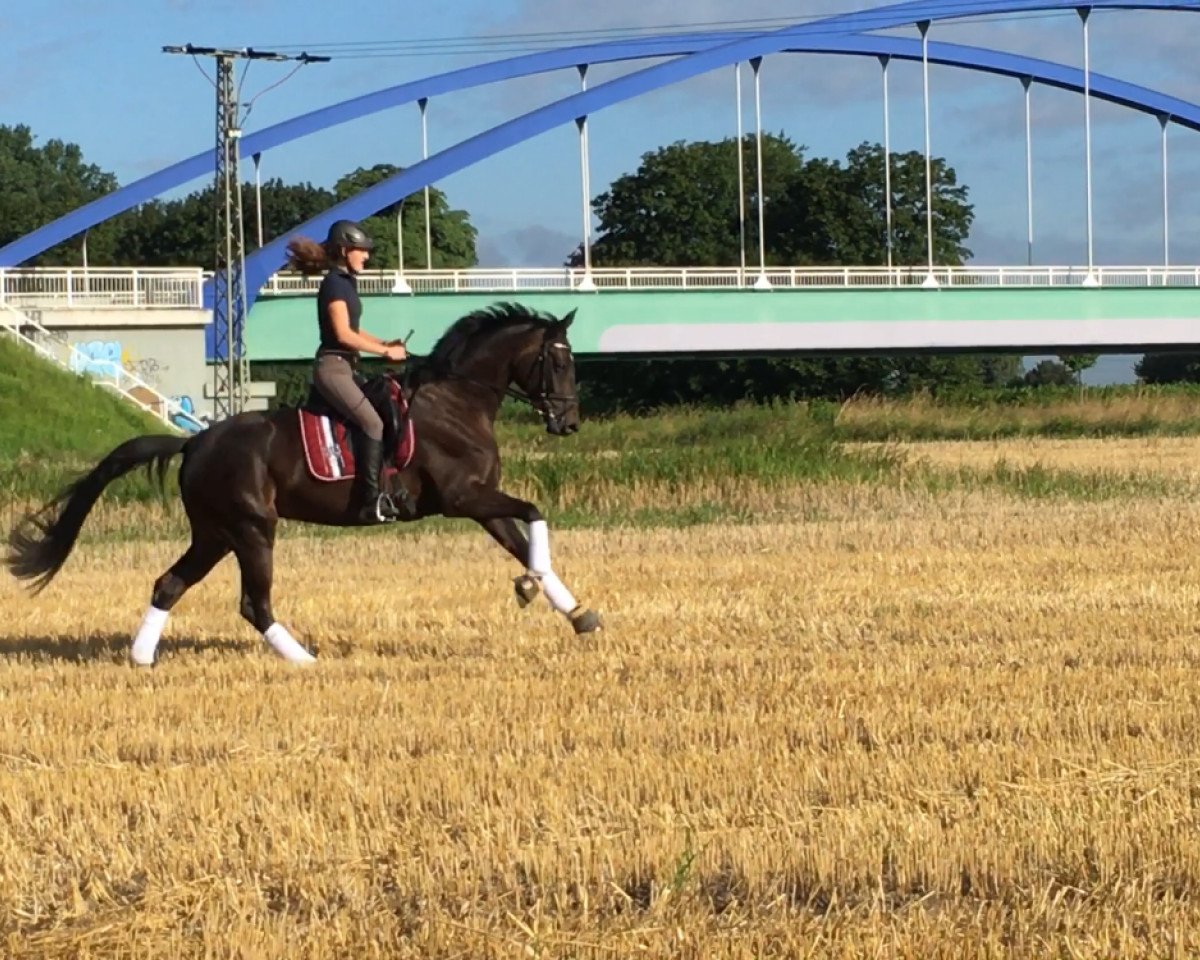 dressage horse Frieda Gold 13 (Rhinelander, 2012, from Feedback 16)
