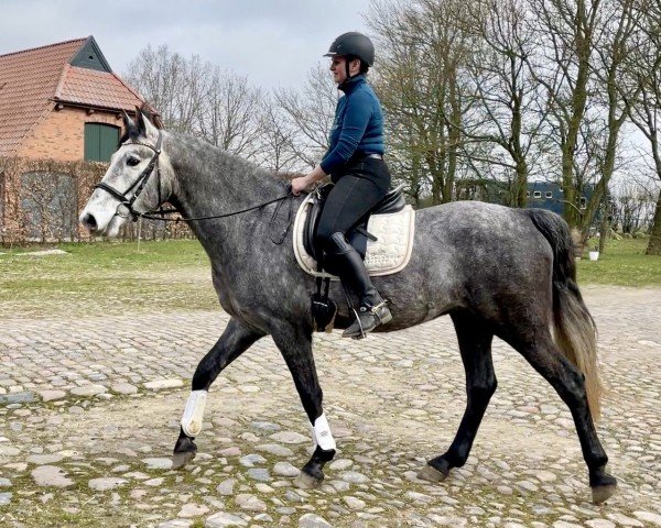 horse Coachyard Lad (Connemara Pony, 2020)