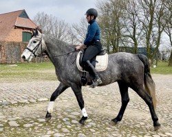 Pferd Coachyard Lad (Connemara-Pony, 2020)