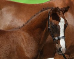 dressage horse Duke Skywalker (German Riding Pony, 2018, from Dance Star AT)