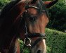 broodmare Calimba 13 (Westphalian, 2004, from Collin L)