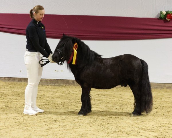 stallion Gerry Black (Shetland Pony, 2017, from Godfried van de Groote Woerd)