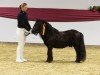 Deckhengst Gerry Black (Shetland Pony, 2017, von Godfried van de Groote Woerd)