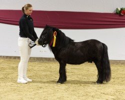 Deckhengst Gerry Black (Shetland Pony, 2017, von Godfried van de Groote Woerd)