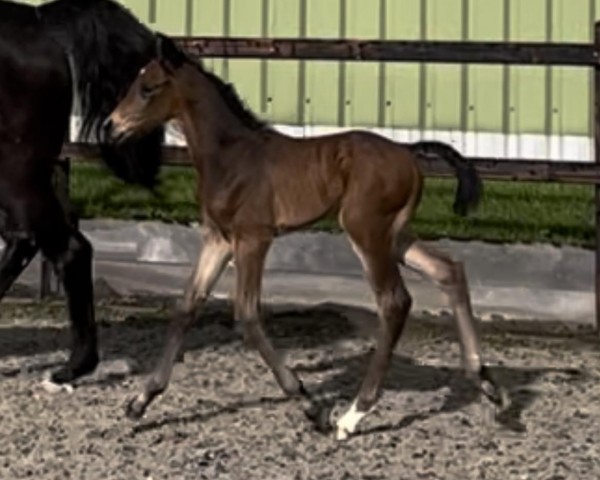 foal by Chance To FLy MS (Zangersheide riding horse, 2024, from Casino Berlin OLD)