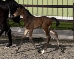 foal by Chance To Fly MS (Oldenburg show jumper, 2024, from Casino Berlin OLD)