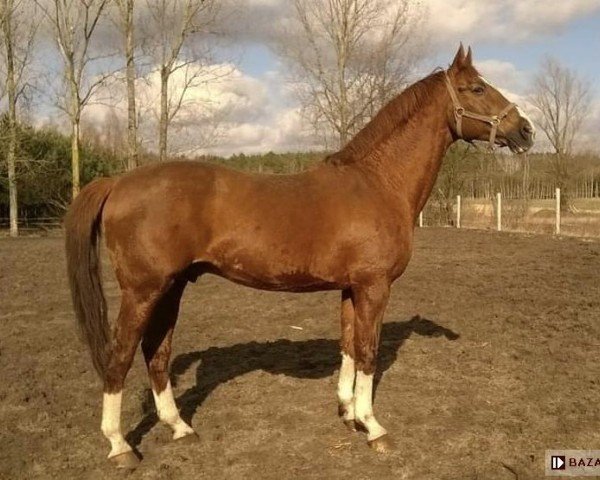 stallion Izopren (Trakehner, 1996, from Sterowiec xx)