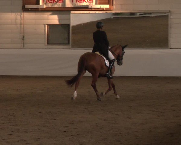 Reitturnier Zweibrücken-Landgestüt / Halle 2024