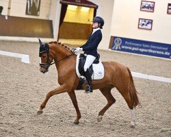 dressage horse Carla Columna 35 (German Riding Pony, 2012, from Cyranno WE)