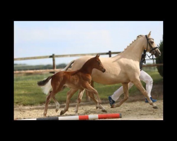 dressage horse Ninifee 34 (German Riding Pony, 2020, from Neverland WE)