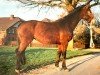 broodmare Gilde (Hanoverian, 1987, from Ganymed I)