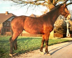 broodmare Gilde (Hanoverian, 1987, from Ganymed I)