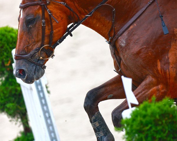 broodmare Laguna Beach B (Irish Sport Horse, 2010, from Abalou Verte)