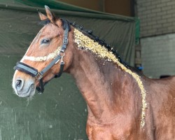 horse Josefine (Oldenburger, 2003, from Carnando)