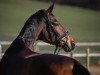 dressage horse Grande Speranza (Oldenburg, 2014, from Grey Flanell)