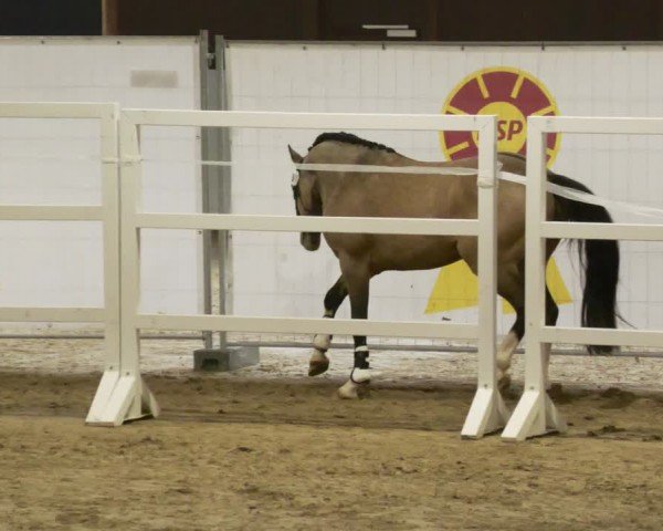 Süddeutsche Hengstkörung für Pony-, Kleinpferde- u. Spezialpferderassen - Körung 2023/2024