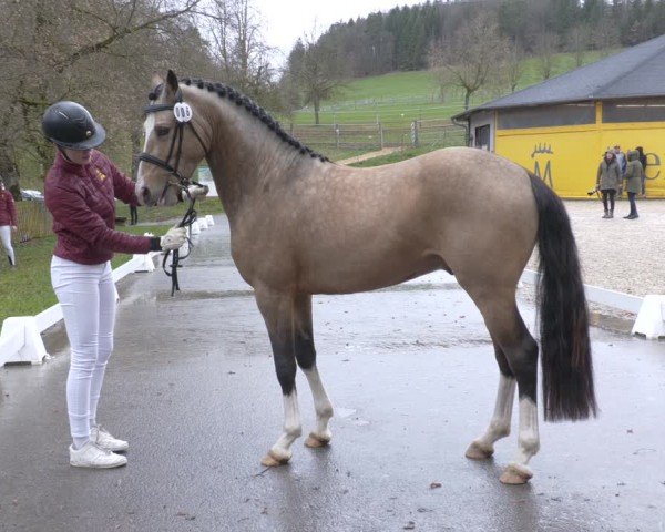 Süddeutsche Hengstkörung für Pony-, Kleinpferde- u. Spezialpferderassen - Körung 2023/2024