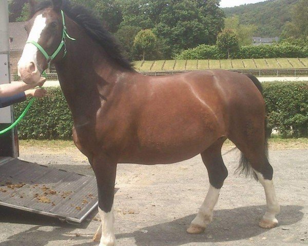 broodmare Wonni (Sachs-door. Heavy Warmbl., 2005, from Laurin)