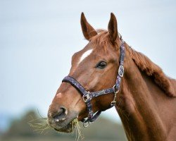 Springpferd L‘Etoulon (KWPN (Niederländisches Warmblut), 2016, von Etoulon VDL)