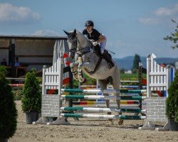 jumper Feel The Beat 3 (Oldenburg, 2013, from Fairbanks)