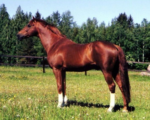 stallion Pyrrhus III 59 FIN (Selle Français, 1981, from Alluvium xx)