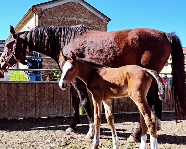 Fohlen von SIR EDWARD GB (Belgium Sporthorse, 2024, von Vaillant)