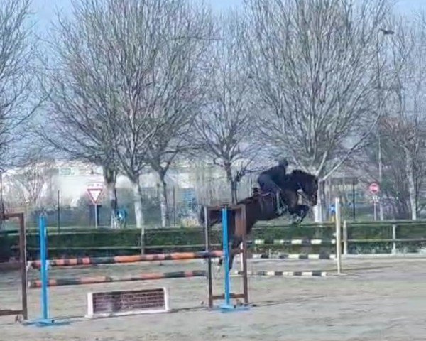 horse GOTHAM DE LAKEY (Selle Français, 2016, from Utrillo van de Heffinck)