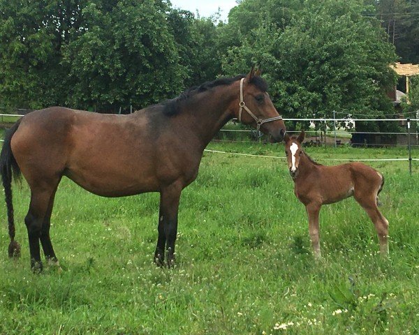 jumper Barrico (Hanoverian, 2019, from Balou forever)