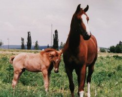 Pferd Sowieso (Deutsches Reitpferd, 2003)