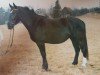 broodmare Eigarda (Heavy Warmblood, 1987, from Edino 1410)