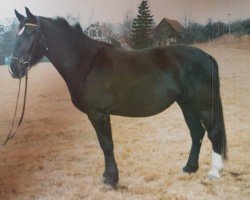 broodmare Eigarda (Heavy Warmblood, 1987, from Edino)