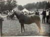 stallion Lyndhurst Springtime (New Forest Pony, 1961, from Deeracres Summertime)
