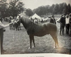 stallion Lyndhurst Springtime (New Forest Pony, 1961, from Deeracres Summertime)