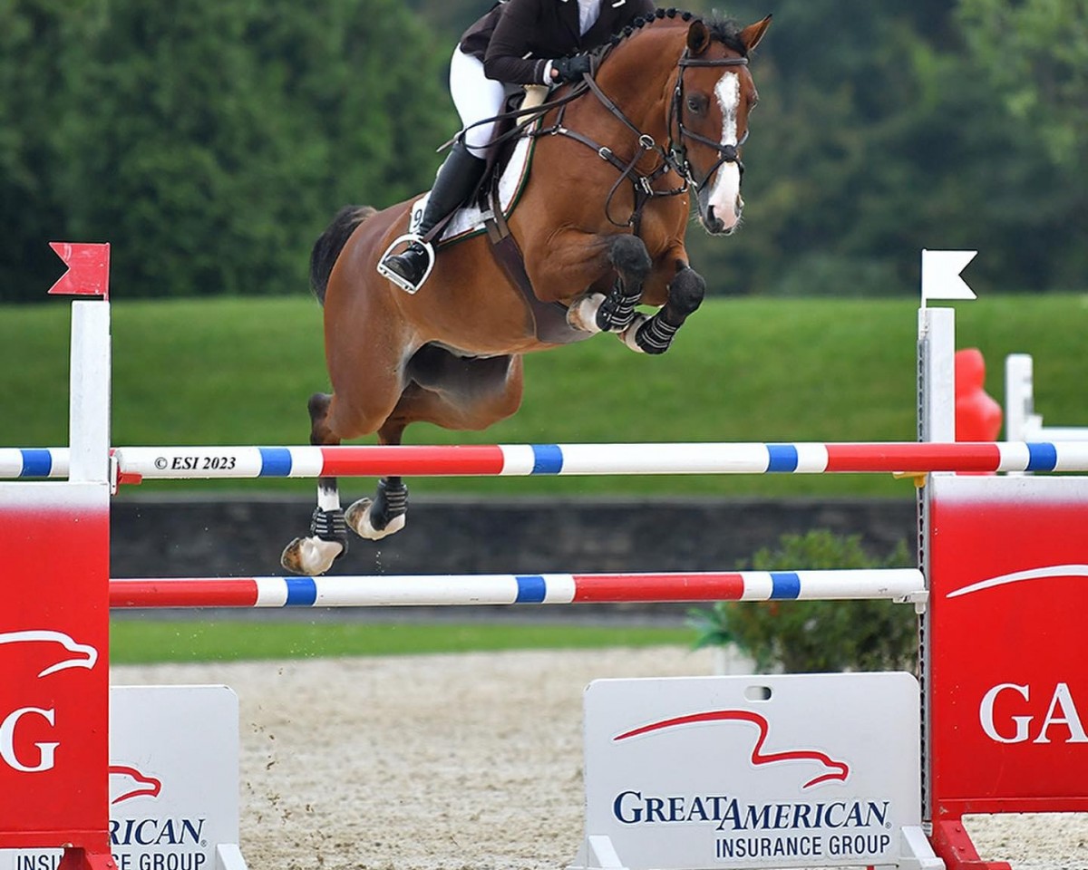 Springpferd A Walk In The Park (Schwedisches Warmblut, 2014, von Magic Park)
