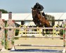 jumper Donner (Belgian Warmblood, 2010, from Thunder van de Zuuthoeve)